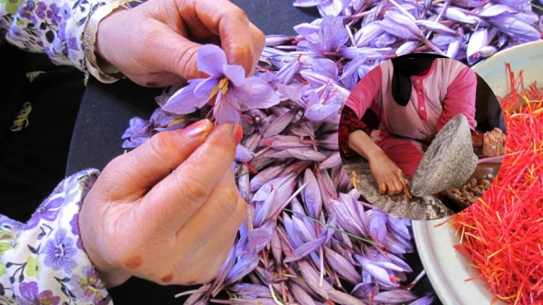 Récolte et préparation artisanale du safran par une coopérative féminine marocaine